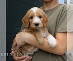 Small #3 Goldendoodle