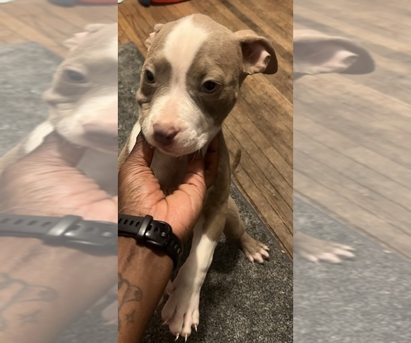 Medium Photo #6 American Bully Puppy For Sale in BUFFALO, NY, USA