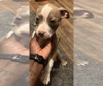 Small Photo #44 American Bully Puppy For Sale in BUFFALO, NY, USA