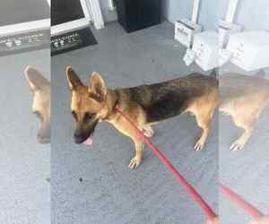 German Shepherd Dog Dogs for adoption in Plantation, FL, USA