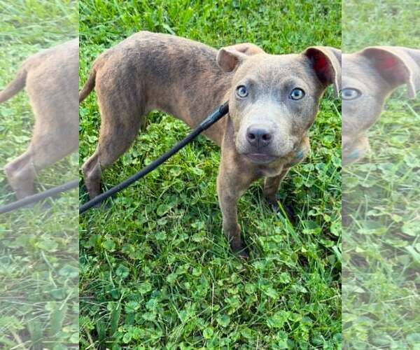 Medium Photo #2 Mutt Puppy For Sale in Waterloo, IA, USA