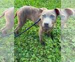 Small #1 Mutt
