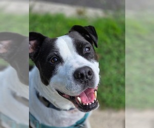 Jett - Male American Staffordshire Terrier Dog for Adoption - Photo #8