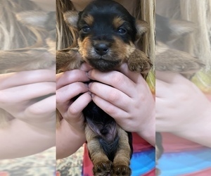 Yorkshire Terrier Puppy for sale in LAKE CITY, FL, USA