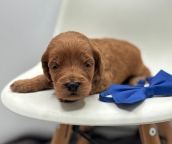 Medium Photo #1 Goldendoodle Puppy For Sale in CRESTON, OH, USA
