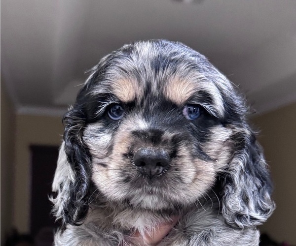 Medium Photo #1 Cocker Spaniel Puppy For Sale in WEST PALM BEACH, FL, USA