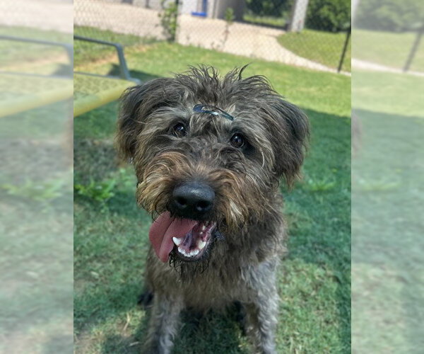 Medium Photo #1 Poodle (Standard)-Unknown Mix Puppy For Sale in Temple, TX, USA