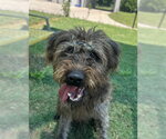 Small Poodle (Standard) Mix