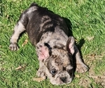 Puppy Lil blacky French Bulldog