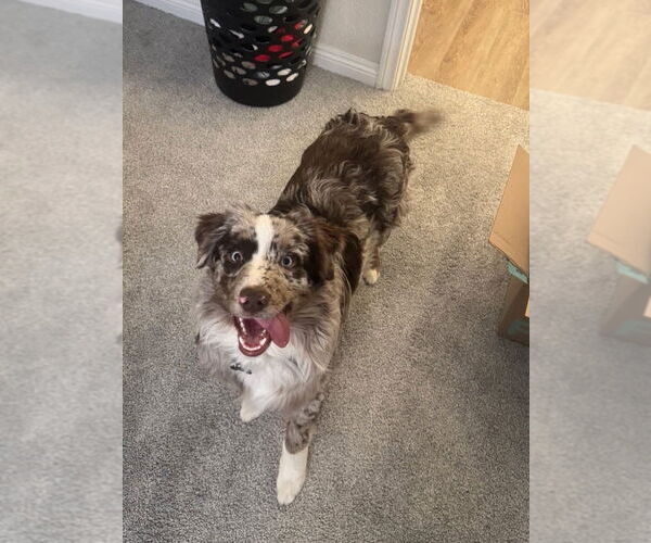 Medium Photo #1 Australian Shepherd Puppy For Sale in Dana Point, CA, USA