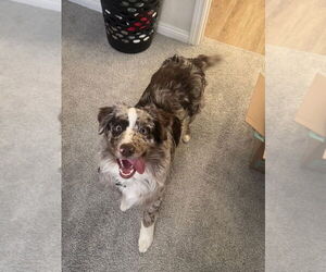 Australian Shepherd Dogs for adoption in Dana Point, CA, USA