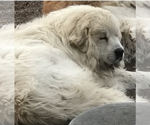 Father of the Great Pyrenees puppies born on 03/06/2022