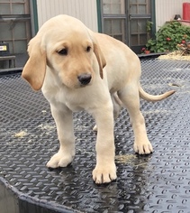Labrador Retriever Puppy for sale in BEAUMONT, CA, USA