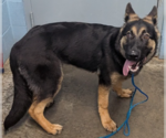 Small #1 German Shepherd Dog