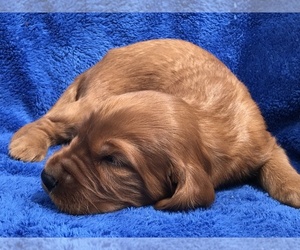 Irish Setter Puppy for sale in DIBOLL, TX, USA