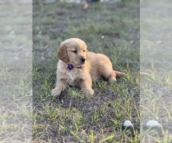 Medium Photo #5 Golden Retriever Puppy For Sale in BROOKSVILLE, FL, USA