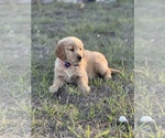 Small #4 Golden Retriever
