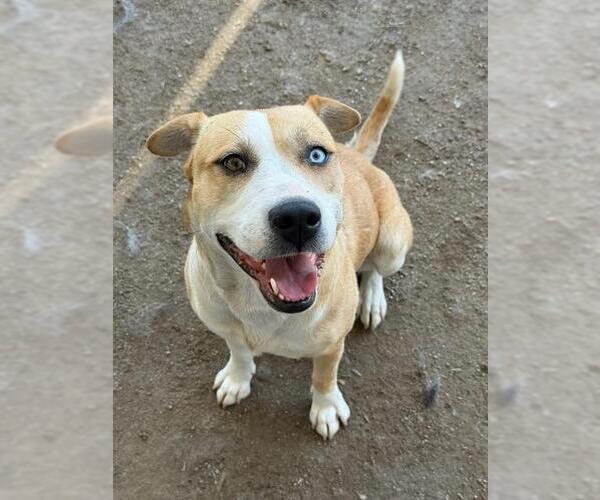 Medium Photo #3 Mutt Puppy For Sale in Riverside, CA, USA
