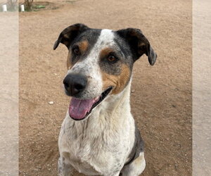 Bronson- ** - Male Catahoula Leopard Dog Dog for Adoption - Photo #2