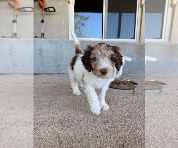 Medium Photo #1 Australian Shepherd-Unknown Mix Puppy For Sale in Sandy, UT, USA