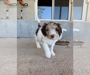 Arvo - Male Australian Shepherd-Unknown Mix Dog for Adoption