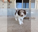 Arvo - Male Australian Shepherd-Unknown Mix Dog for Adoption - Small photo