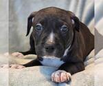 Small Labrador Retriever Mix