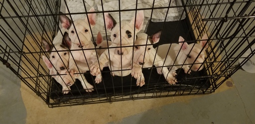 Medium Photo #101 Bull Terrier Puppy For Sale in JACKSON, MI, USA