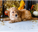 Small #7 Goldendoodle-Poodle (Miniature) Mix