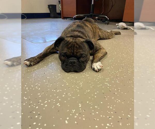 Medium Photo #1 Buggs Puppy For Sale in Fort Wayne, IN, USA