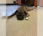 JAX - Male Buggs Dog for Adoption - Small photo