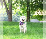Small #5 Great Pyrenees