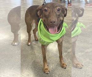 German Pinscher-Unknown Mix Dogs for adoption in Rockaway, NJ, USA