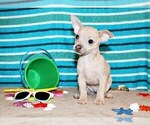 Small #3 Chihuahua