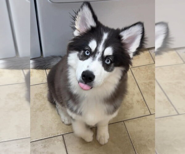 Medium Photo #2 Siberian Husky Puppy For Sale in Matawan, NJ, USA