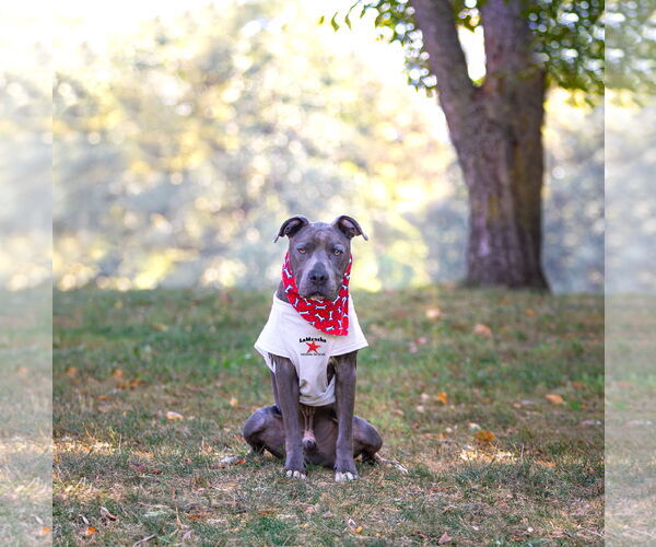 Medium Photo #2 American Pit Bull Terrier-Unknown Mix Puppy For Sale in Unionville, PA, USA