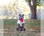 Small #1 American Pit Bull Terrier Mix
