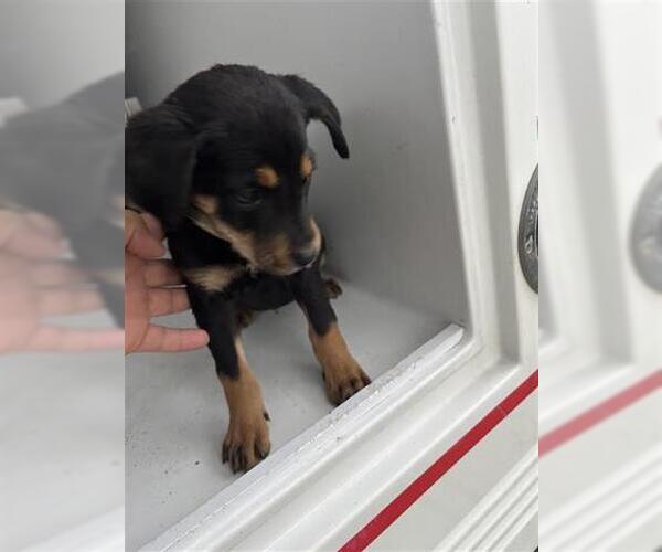 Medium Photo #1 Labrador Retriever-Unknown Mix Puppy For Sale in Houston, TX, USA