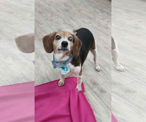 Medium Photo #12 Beagle Puppy For Sale in Murfreesboro, NC, USA