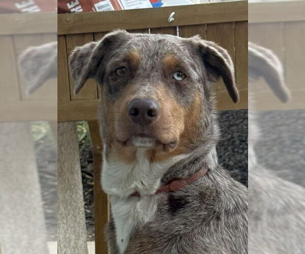 Medium Photo #1 Border-Aussie Puppy For Sale in Lake Forest, CA, USA