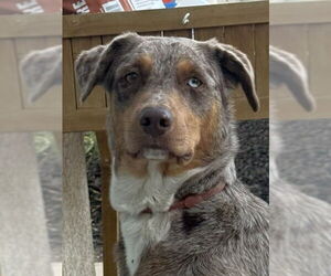 Border-Aussie Dogs for adoption in Lake Forest, CA, USA