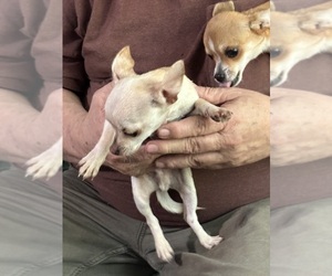 Chihuahua Puppy for sale in BARNWELL, SC, USA
