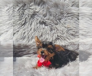 Yorkshire Terrier Puppy for sale in INDIANAPOLIS, IN, USA