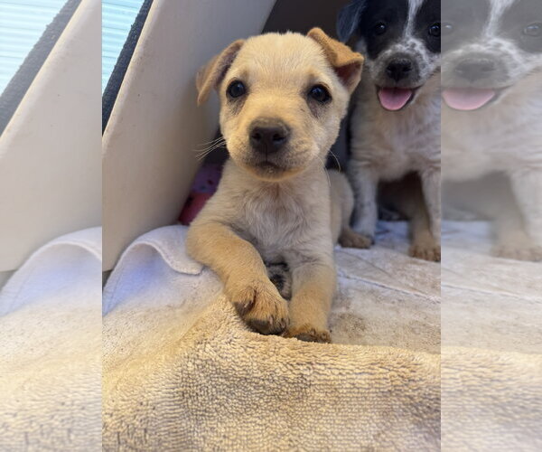 Medium Photo #2 Brittany-Dachshund Mix Puppy For Sale in Williamsburg, NM, USA
