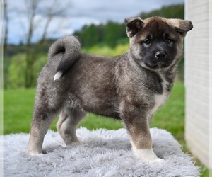 Akita Puppy for sale in MILLERSBURG, OH, USA