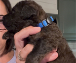 Small Photo #29 Bernedoodle Puppy For Sale in MOULTON, AL, USA