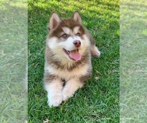 German Shepherd Dog-Siberian Husky Mix Puppy for sale in COLON, MI, USA