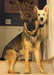 Small Photo #1 German Shepherd Dog-Siberian Husky Mix Puppy For Sale in DAHLONEGA, GA, USA