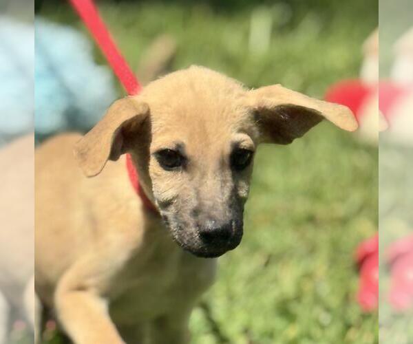 Medium Photo #1 Mutt Puppy For Sale in Yardley, PA, USA