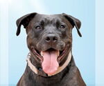 Small #4 American Staffordshire Terrier Mix